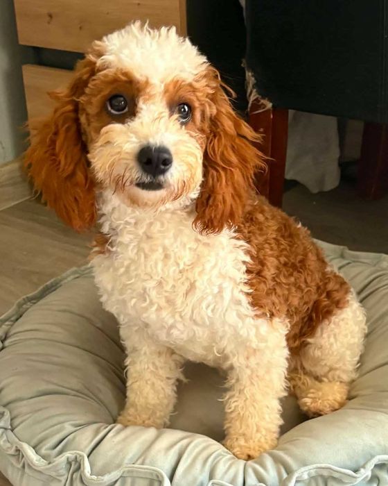 PIękna suczka Cavapoo