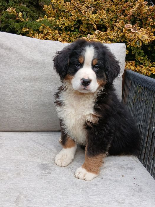 Piesek  Berneński pies pasterski ODYS,rodowód ZHPR UCI, ur.25.12.25