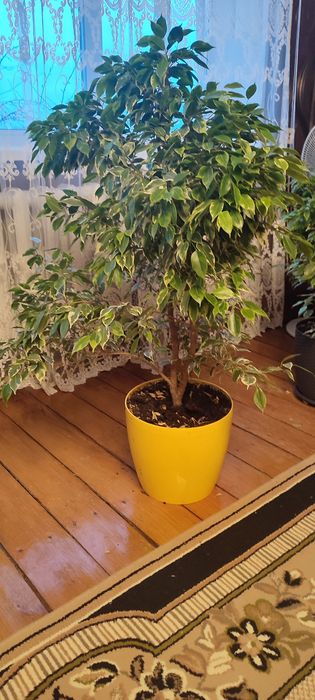 Продам фікус Бенджаміна