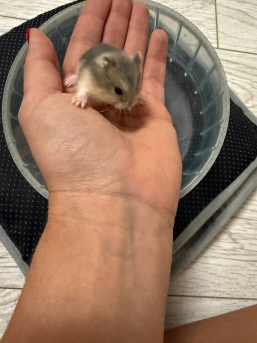 хом'яки джунгарики