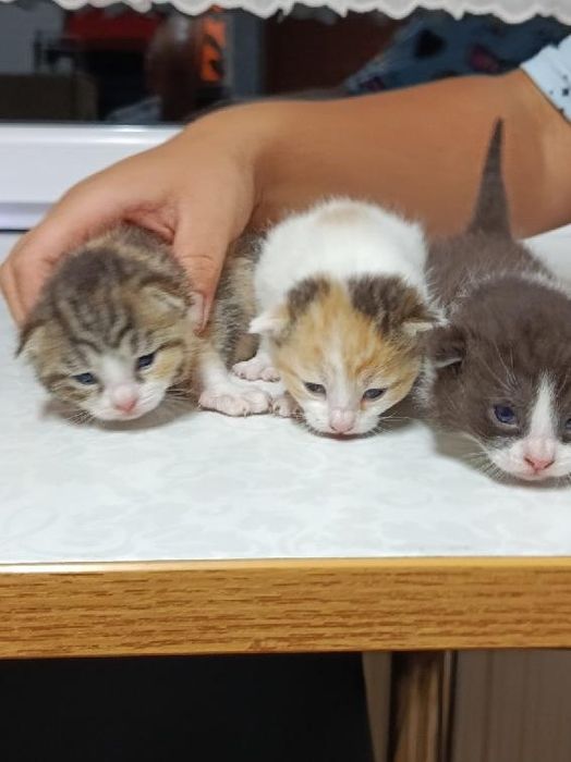 Kociątka do adopcji