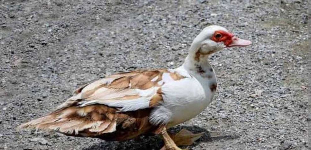 Уточки шипуны...