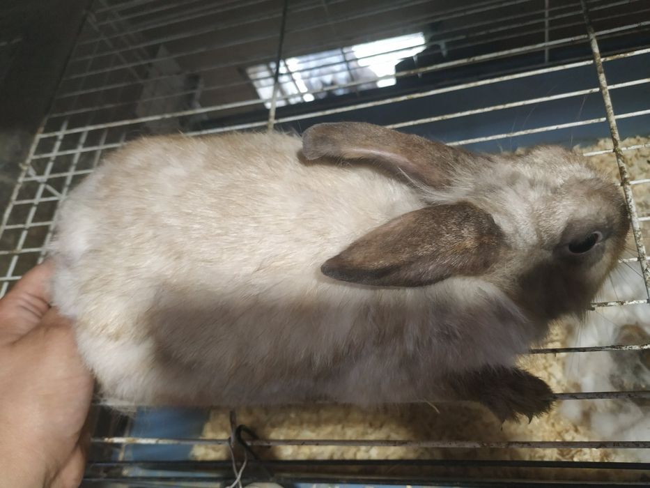 Продам декоративного кролика