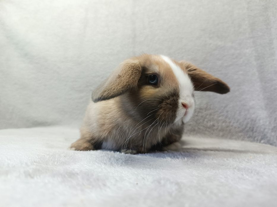 Królik karzełek baranek minilop różne kolory króliki karzełki baranki