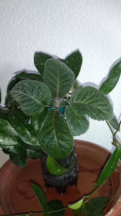 Хоя в пластиковом стаканчике