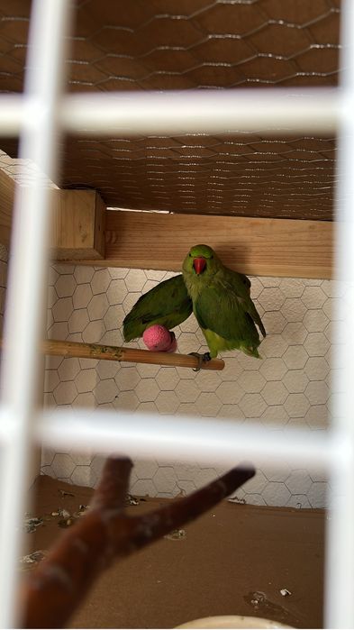 ring neck casal 6 meses