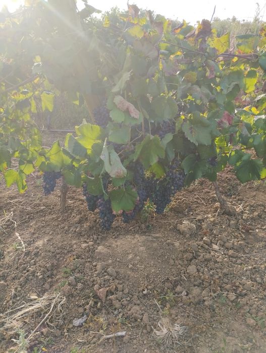 Uvas tintas de várias qualidades
