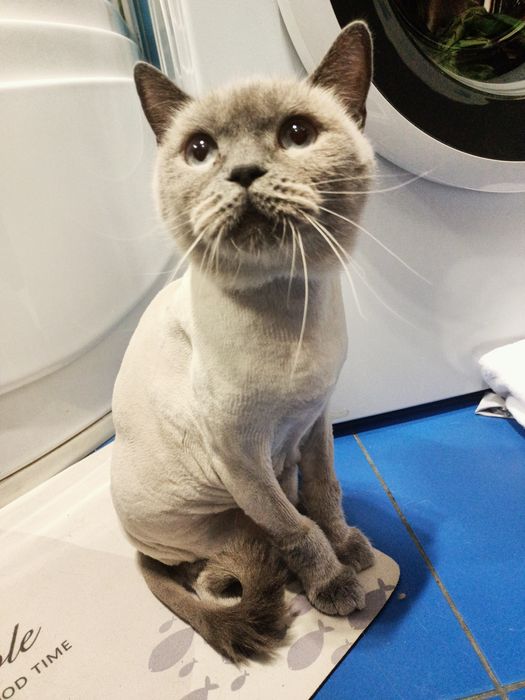 Грумінг котиків, стрижка котів, Ірпінь, тиха машинка