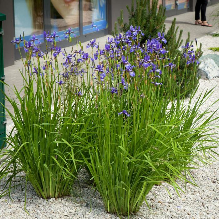 Trytoma, liliowiec, kosaciec, kanna