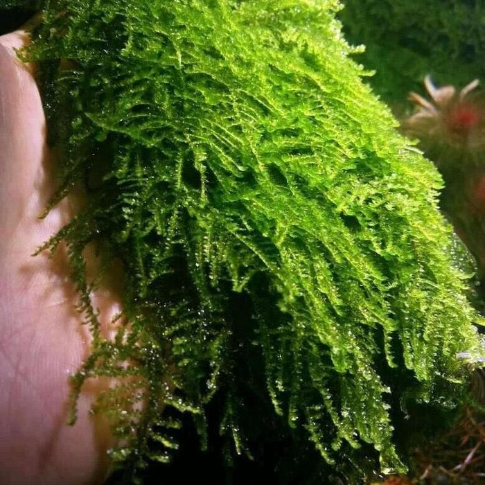 Weeping Moss (Vesicularia ferriei) – Musgo para Aquário