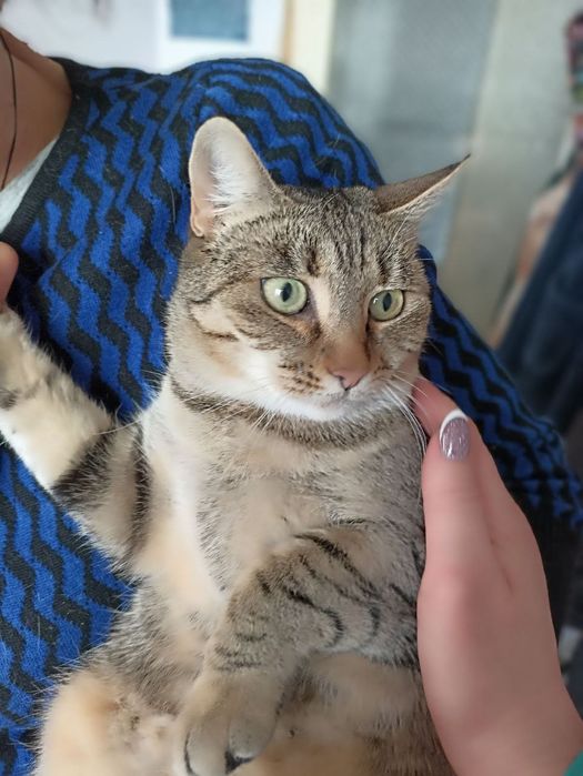 Шукає дім молода, стерильна, оброблена від паразитів