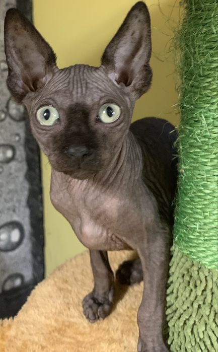 Sfinks kanadyjski czarny słodziak do odbioru. Rodowód