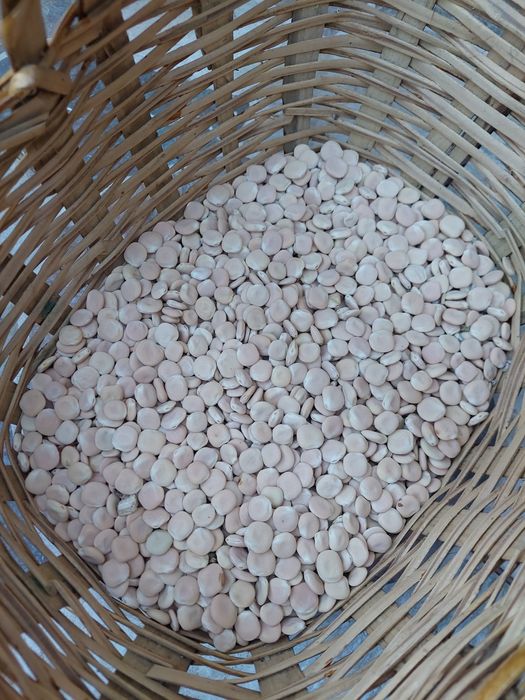 Tremoços biológicos 2025