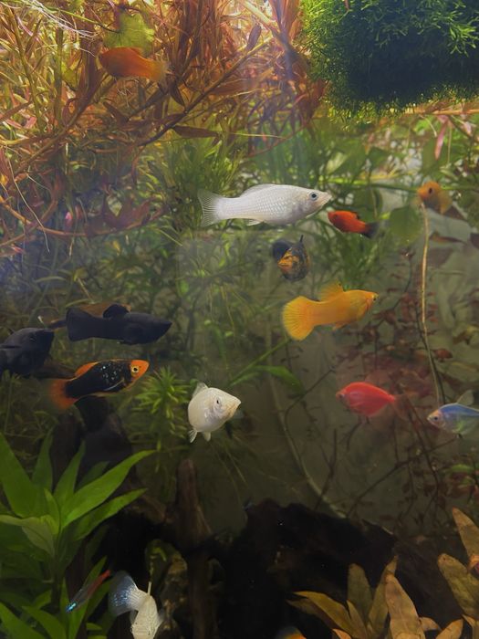 Акваріумні рибки