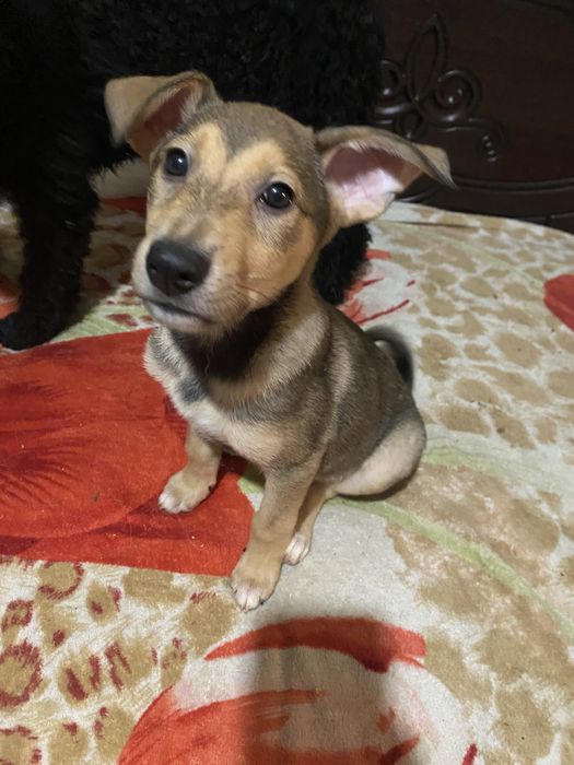 Лютер в пошуках родини