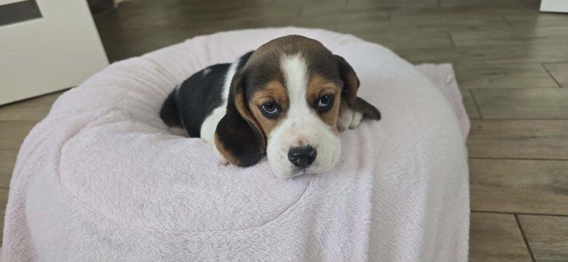 Beagle samiec trikolor