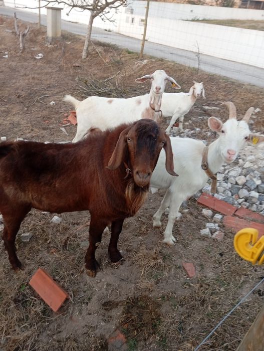 Cabras boer e cruzadas