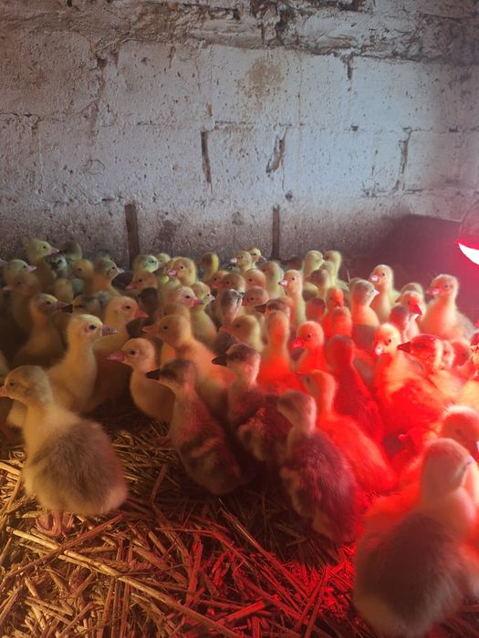 Kury  nioski 20 tygodni