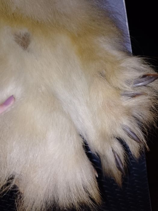 Продам ведмежу шкуру