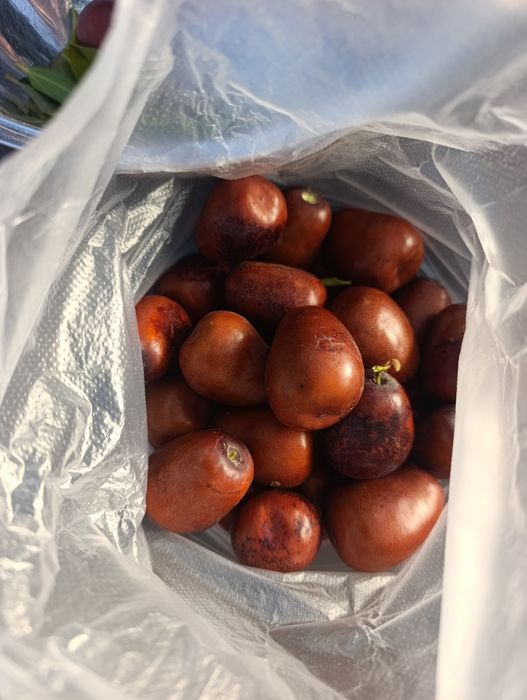 продам плоди зізіфуса
