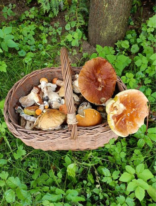 Dom Gościnny Mrowisko – pokoje blisko morza, cisza i natura