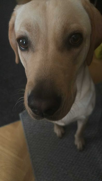Labrador suczka