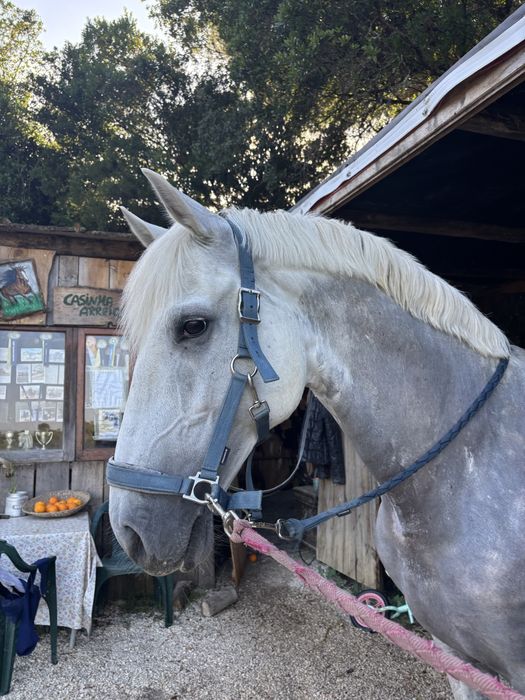 Vendo cavalo russo
