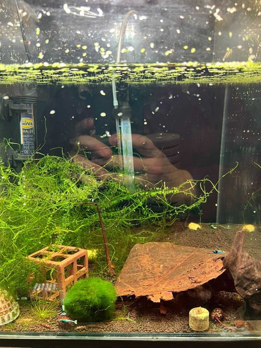 akwarium krewetki caridina mosura shadow