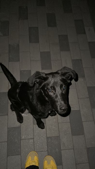 Терміново! Цуценя метис - 9 місяців