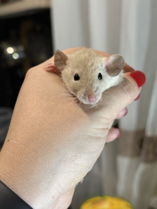Ручні щурята дамбо / рекс