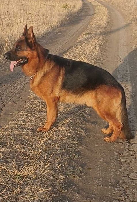Кобель чистокровной немецкой овчарки на вязку.