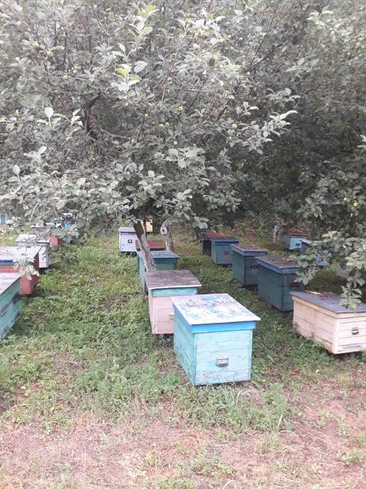 Продам бджолосім'ї