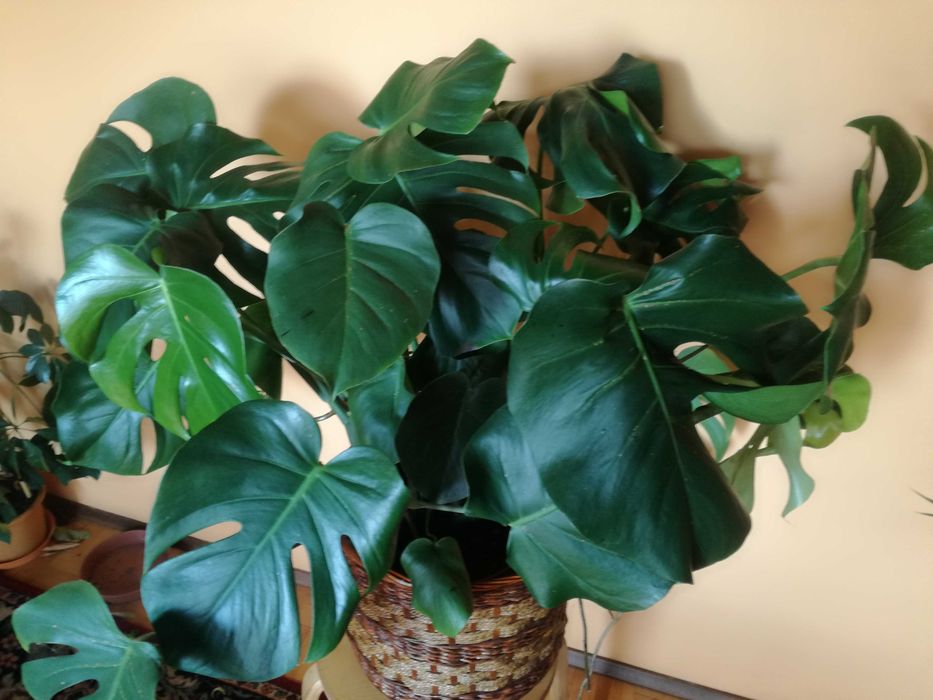 Monstera rozłożysta 80x110