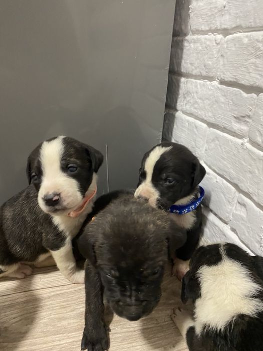 Щенята Кане-Корсо