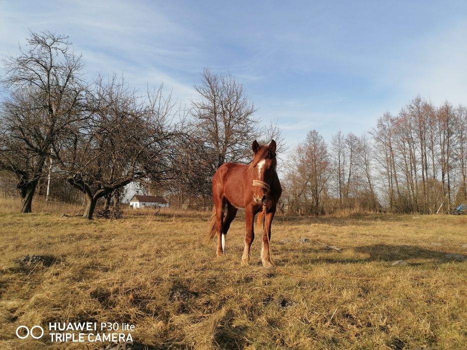 Продам Коні жеребці
