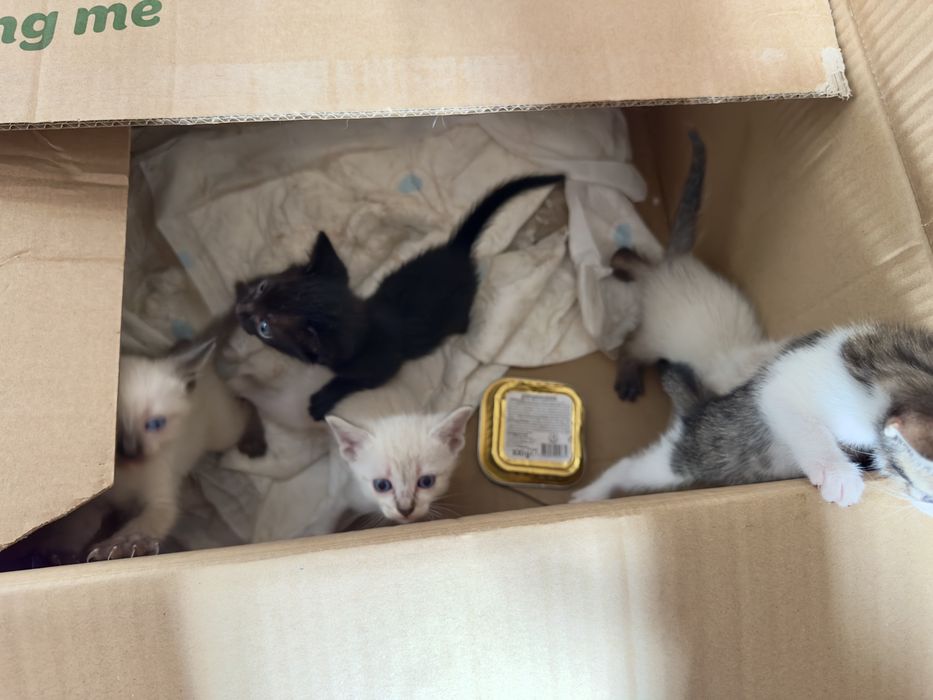 Procuram-se famílias responsáveis para 5 gatinhos bebés