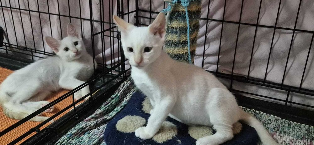 Gatos bebés para adoção consciente
