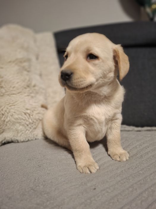 Labrador biszkoptowy