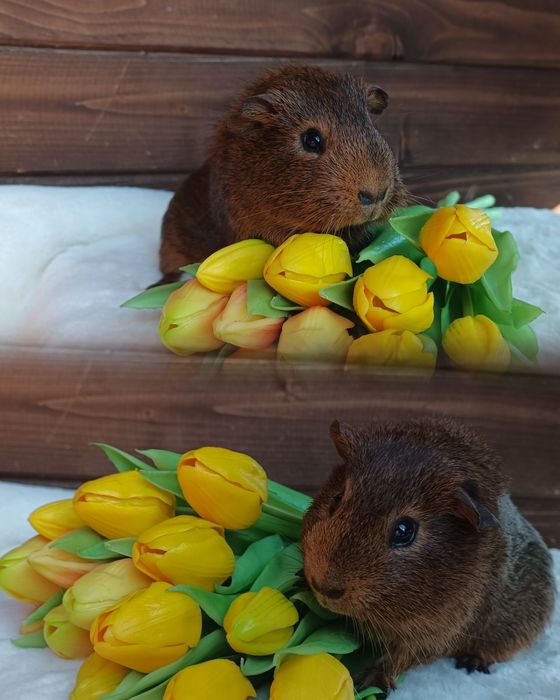 Świnka morska US Teddy ,kawia domowa  gładkowłosa