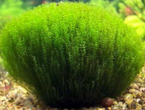 Мох стринги. Аквариумные растения