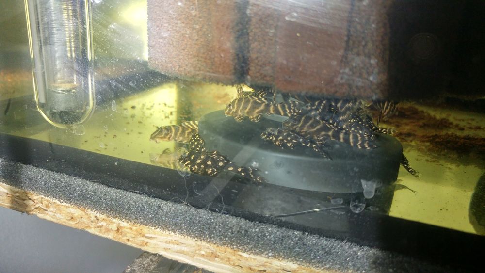 Hypancistrus Zbrojnik l 333