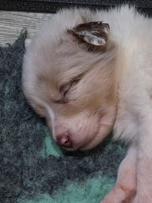 Sunia Border Collie Lilac Merle