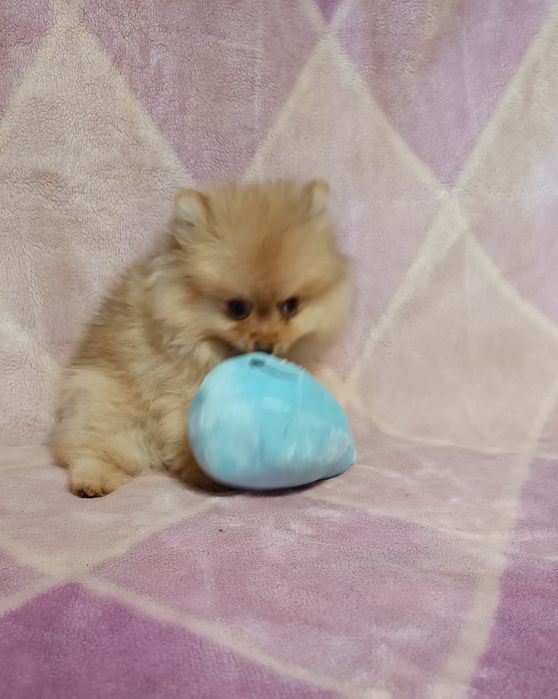 Szpic miniaturowy Pomeranian