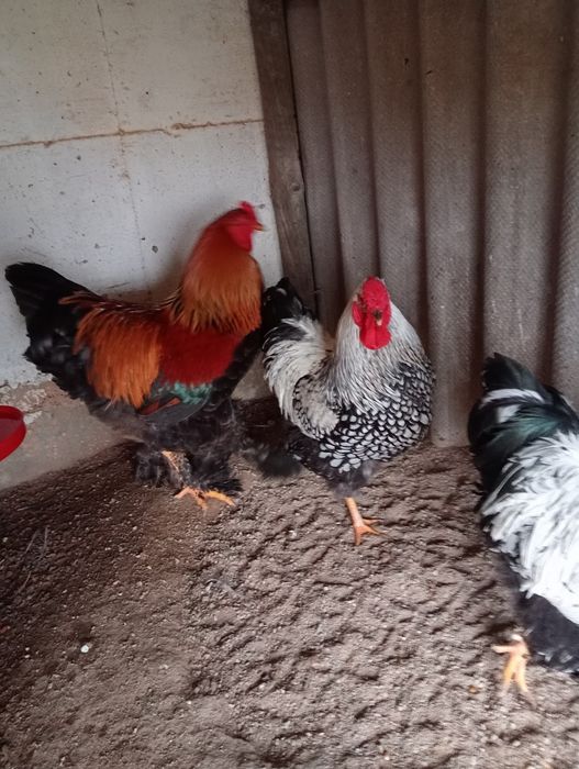 Galos Brahma perdiz dourada e wyandote prata