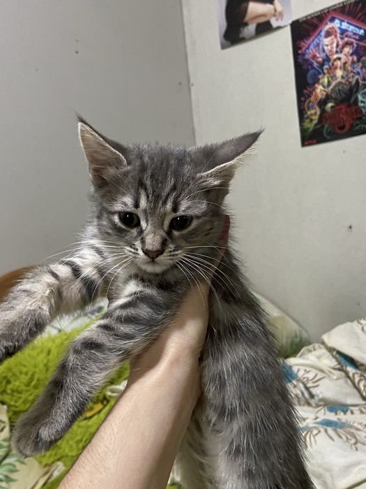 Безкоштовно котики
