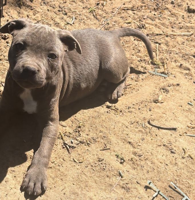 Staffik.  Staffordshire bull terrier SUNIA  staffik
