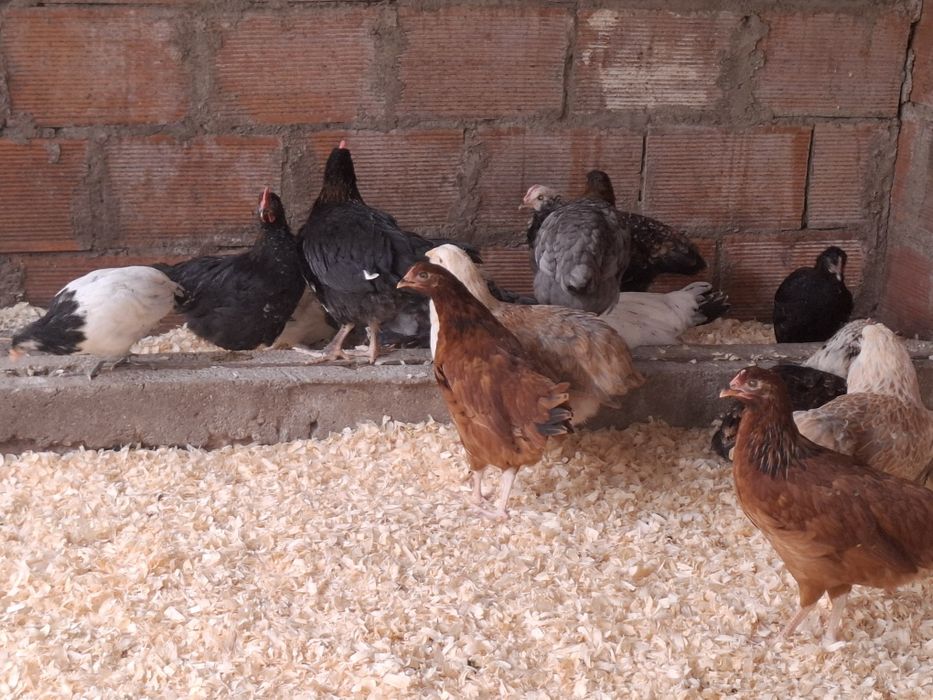 Aves de raça de várias idades