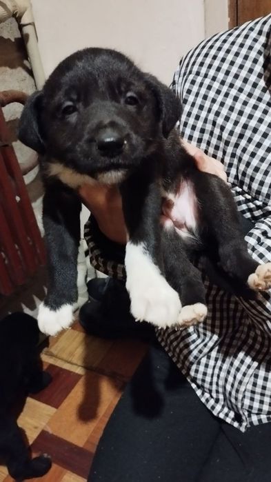 Отдаём щенят в добрые руки