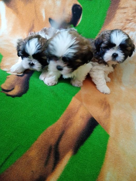 Szczeniaki shih tzu tricolor z rodowodem