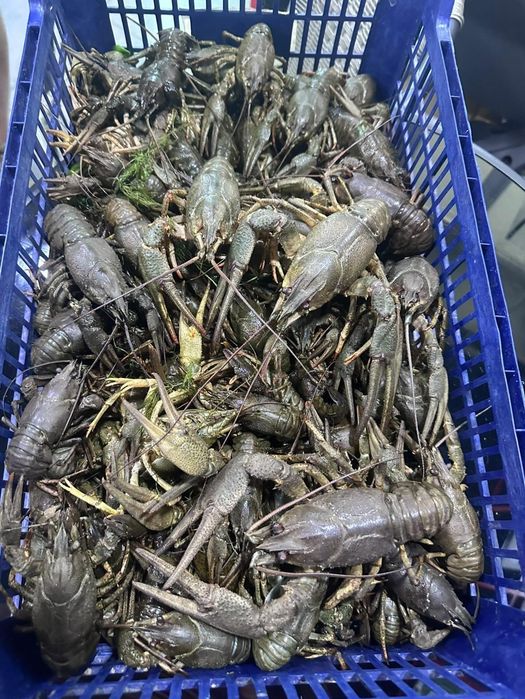 Річкові раки Живі Мікс